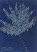 Anna Atkins Gleichenia flabellata oil painting artist